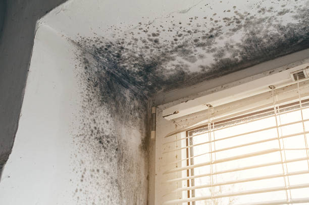 Affordable Mold Remediation solutions in Prince George, VA